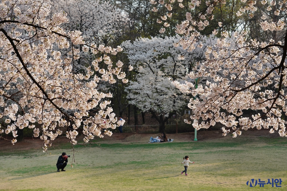 벚꽃이 한창인 어린이대공원에서 아이와 함께 봄나들이을 즐기는 모습 (사진=정윤희 기자)