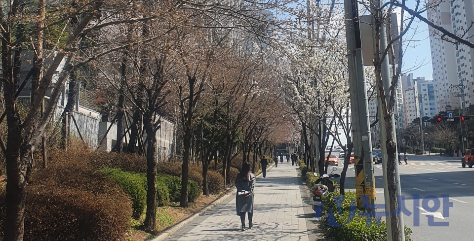 주말에 내린 비로 벚꽃이 대부분 떨어진 서울 마포 공덕역 일대 모습. 점심 오후 한가홉게 시민들이 산책을 하고 있다. (사진=임성원 기자)