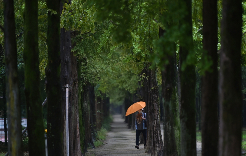 가을비가 내린 11일 오후 대구 달서구 호산공원에서 우산을 쓴 한 시민이 메타세콰이아 가로수길을 거닐고 있다. (사진=뉴시스)