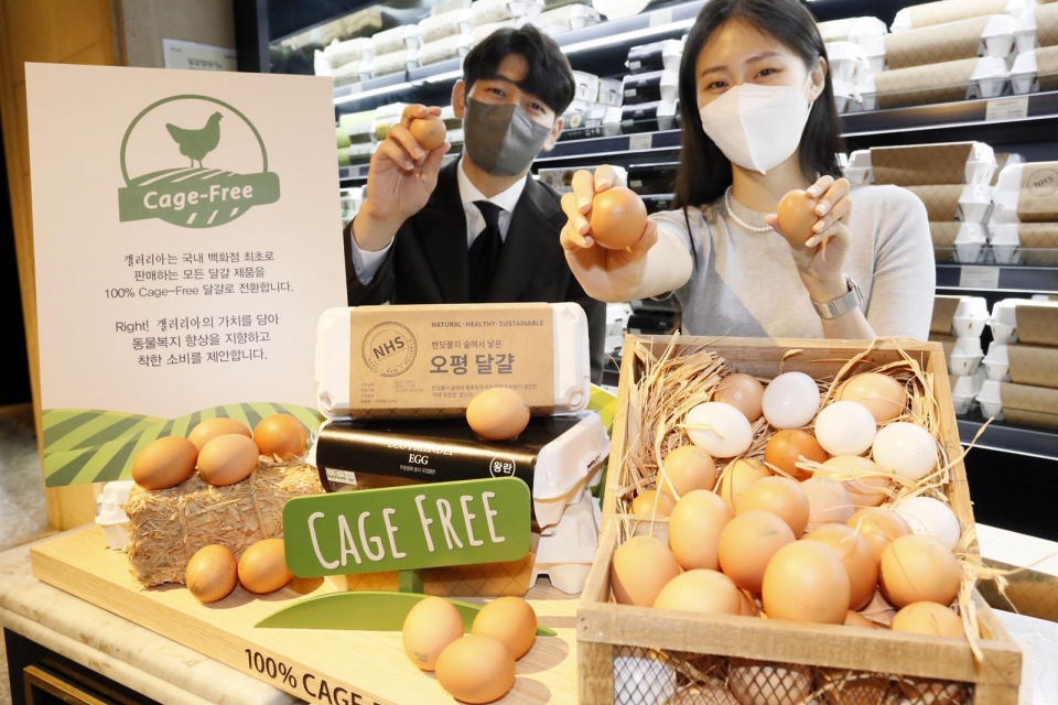 갤러리아백화점이 백화점 업계 최초로 오는 2023년까지 모든 사업장에 100% 케이지 프리를 적용한 달걀을 판매한다고 21일 밝혔다. (사진=뉴시스)