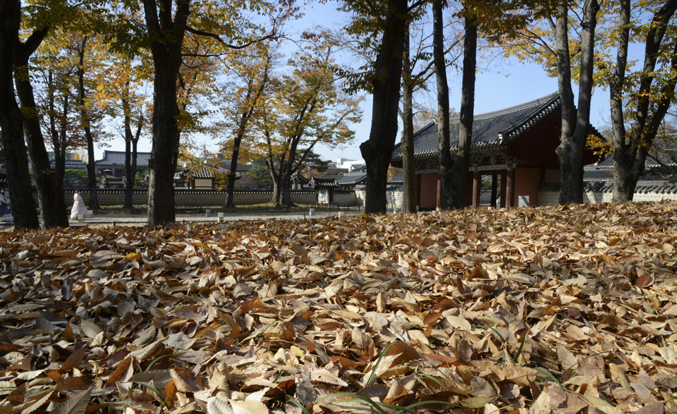 완연한 가을 날씨를 보인 12일 전북 전주시 전주한옥마을 경기전에 떨어져 내린 낙엽이 가득 쌓여 있다. (사진=뉴시스)