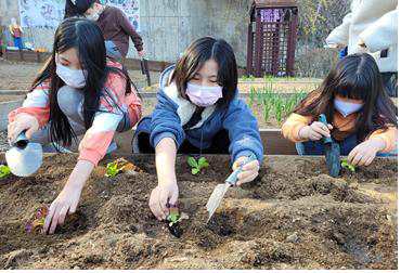 지난 4월 안양8동 텃밭서 ‘꼬마농부’ 프로그램에 참여한 어린이들이 텃밭 모종 심기를 하고 있다. (사진=안양시 청소년재단)