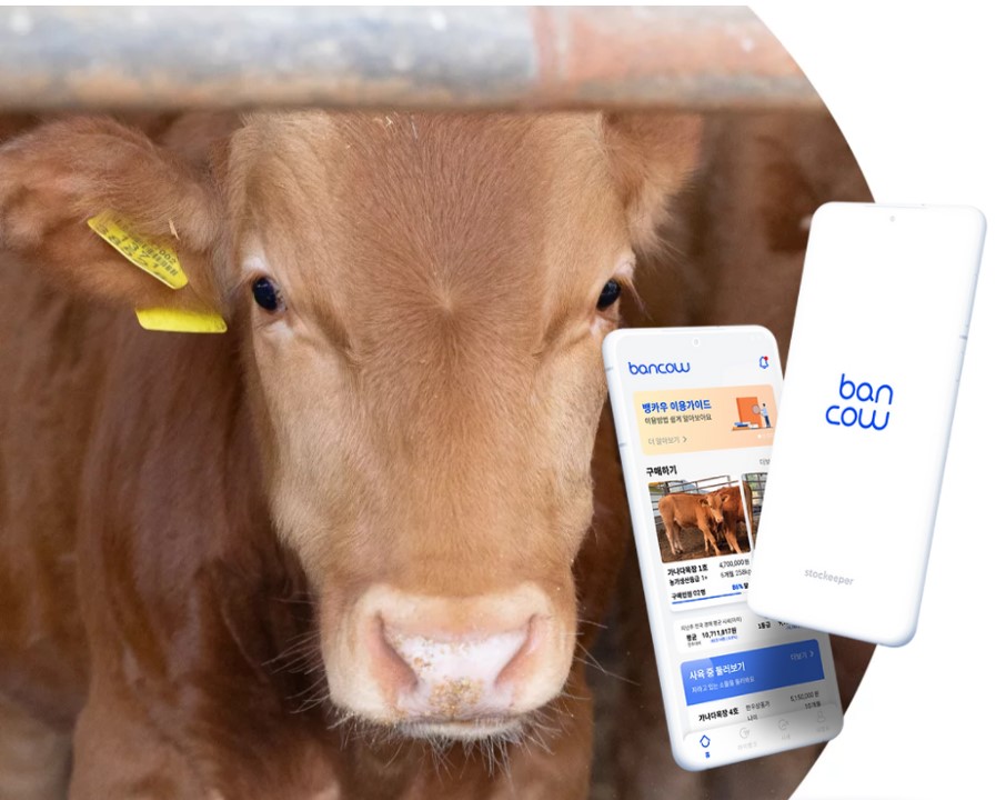 4만원에 송아지를 구입합니다. MZ세대 송아지투자법 한우자산플랫폼 방카우(Bancow) 4만원에 송아지를 구입합니다. MZ세대 송아지투자법 한우자산플랫폼 방카우(Bancow)