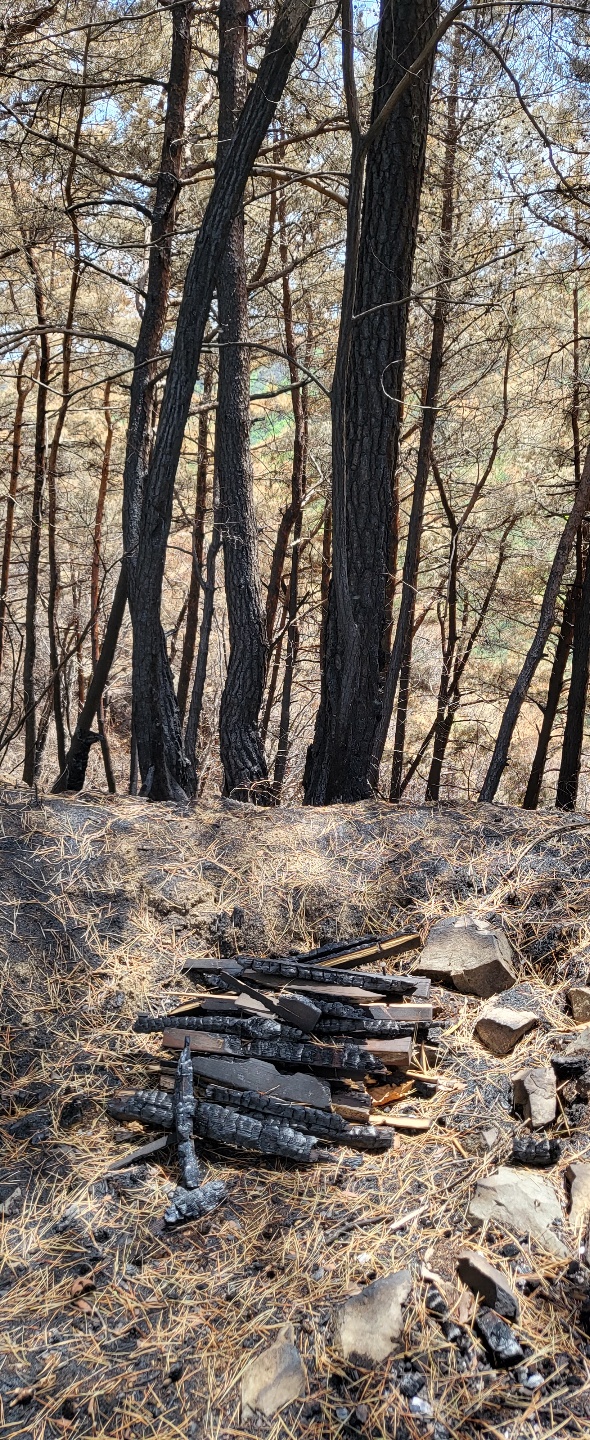 강원 양구군 비봉산 자락의 나무들이 산불로 그을려있다.