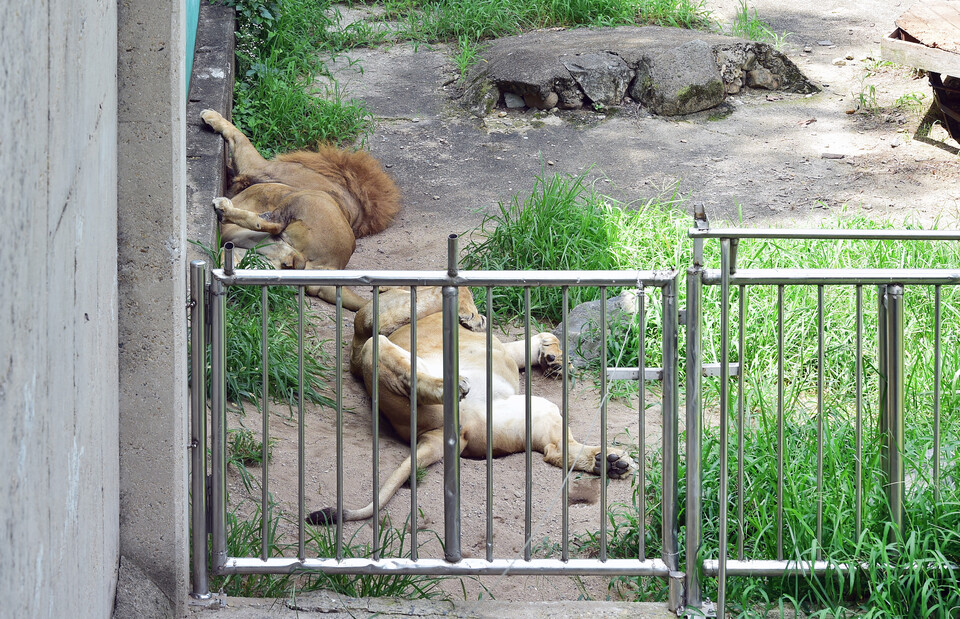 폭염특보가 발효된 25일 대구 중구 달성공원 동물원의 사자들이 더위에 지쳐 널브러져있다. (사진=뉴시스)