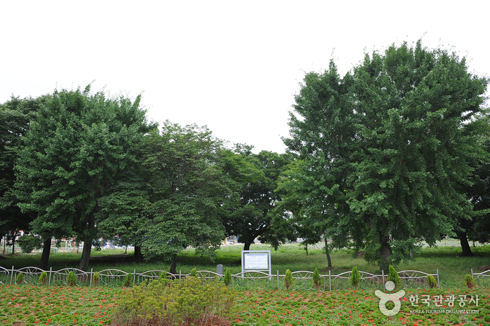 전남 향교리 느티나무·팽나무·개서어나무숲. (사진=한국관광공사 제공)