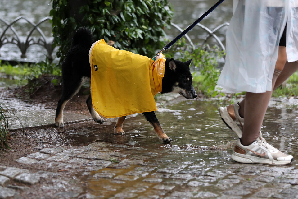 지난달 비가 내리는 서울 성동구 서울숲에서 개 한 마리가 우비를 입고 산책을 하고 있다. (사진=뉴시스)