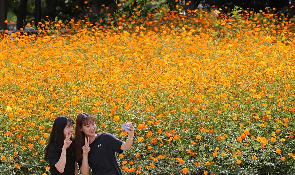나들이객들이 22일 오후 서울 송파구 올림픽공원 들꽃마루 황화 코스모스밭에서 추억을 남기고 있다. [사진=뉴시스]