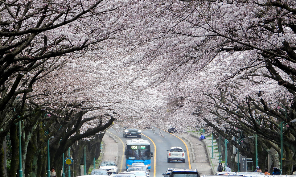 흐린 날씨를 보이는 24일 오후 제주 도내 대표적인 벚꽃 명소인 제주대학교 앞 가로수길이 꽃구경에 나선 차량들로 북적이고 있다. [사진=뉴시스]