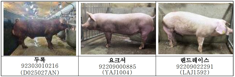 농촌진흥청은 2023년 상반기 ‘돼지개량 네트워크 구축사업’을 통해 유전능력이 뛰어난 한국형 씨돼지를 9마리 선발했다. [사진=농진청]