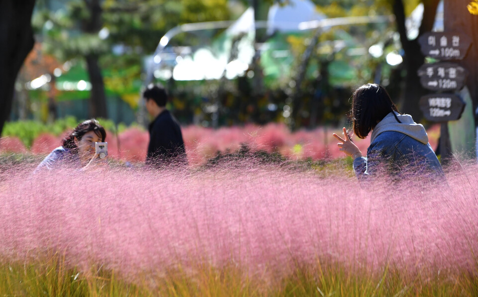 지난해 전남 함평군 함평엑스포공원에 피어있는 핑크뮬리를 배경으로 방문객이 사진을 찍고 있다. [사진=뉴시스]