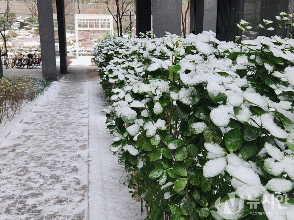 지난 2015년 이후 8년만에 하얀눈이 내린 25일 크리스마스날 서울의 한 아파트 단지 내 화단 풍경. 파란 이파리와 하얀 색 눈이 대조를 이루고 있다. [사진=김수찬 기자]