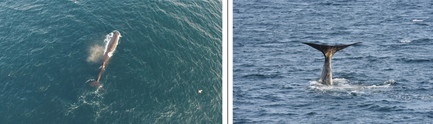 국제적 멸종위기종인 참고래(50여 마리), 향고래(100여 마리 이상)가 우리 동해 바다에 다수 분포하고 있는 것으로 확인됐다. 사진 왼쪽부터 드론으로 촬영한 향고래. 깊이 잠수하기위해 꼬리를 치켜든 향고래 [사진=수과원]