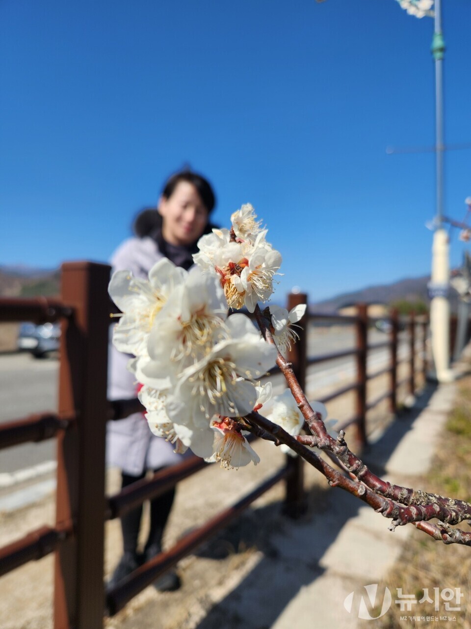 광양 매화 축제를 찾은 한 관광객이 거리에 핀 매화꽃과 함께 사진을 찍고 있다. [사진=뉴시안]